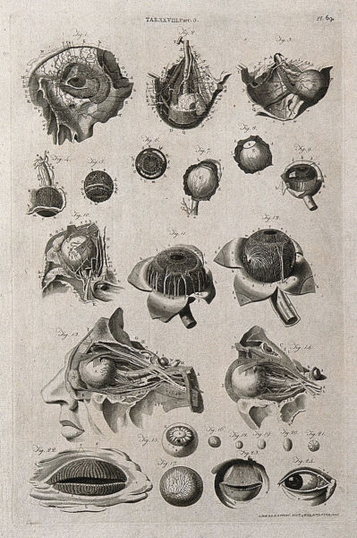 An antique black and white medical engraving featuring a detailed collection of anatomical illustrations showing dissections of the human eye, optic nerves, skull cross-sections, and isolated eyeballs with scientific label annotations.
